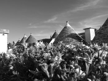 Panoramic view of plants against sky