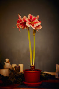Close-up of red flower vase on table