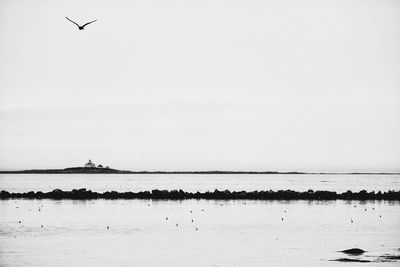 Birds flying over sea against clear sky