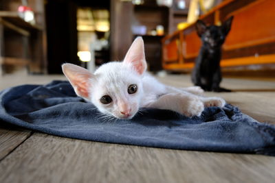 Portrait of cat lying on floor