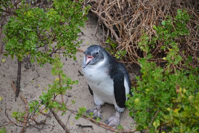 Penguin colony - boulder's beach - south africa