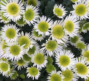 High angle view of white flowering plants