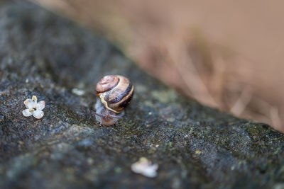 Close-up of snail on land