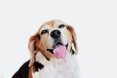 Close-up portrait of a dog over white background