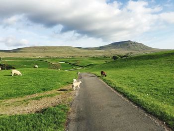Sheep grazing on field against sky