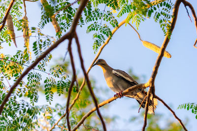 Low angle view of bird perching on branch