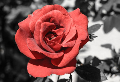 Close-up of red rose blooming outdoors