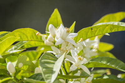 plant