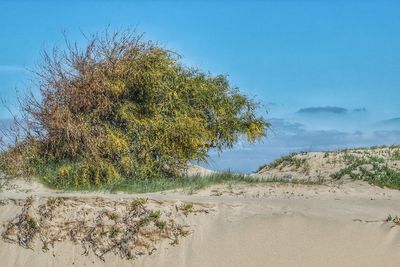 Plants growing on sand against clear blue sky