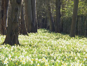 Scenic view of flowering trees in forest