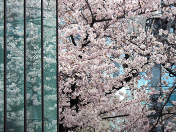 Cherry blossoms growing on tree