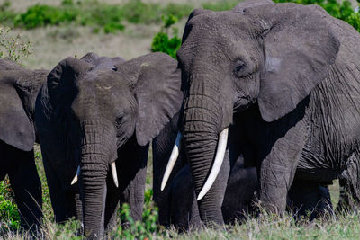 Elephant standing on field