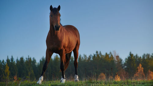 Horse in a field