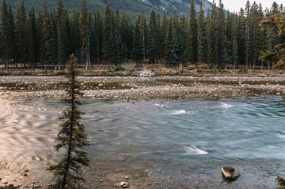 Reflection of trees in water against sky