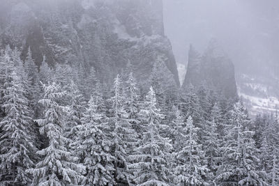 Snow covered trees on mountain