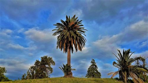 Low angle view of palm tree against sky