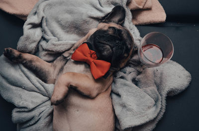Funny french bulldog puppy with a red bow tie sweetaly sleeping on sofa at home
