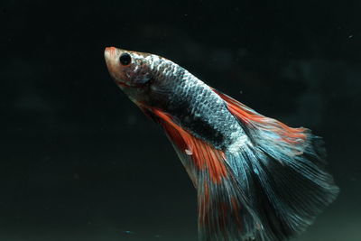 Close-up of fish swimming in tank