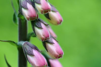 Close-up of pink flowering plant