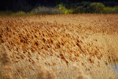 High angle view of stalks in field