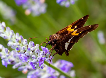 Close-up of butterfly pollinating on purple flower