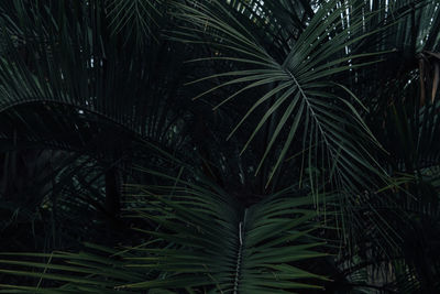 Close-up of palm tree at night