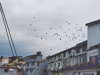 Flock of birds flying over buildings in city