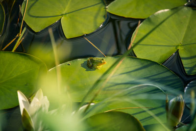 A beautiful common green water frog enjoying sunbathing in a natural habitat at the forest pond. 