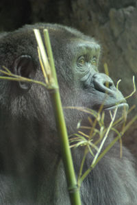 Close-up of gorilla in zoo