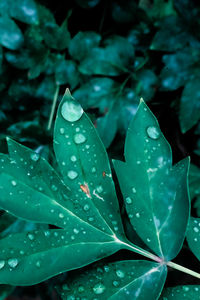 Close-up of wet plant leaves