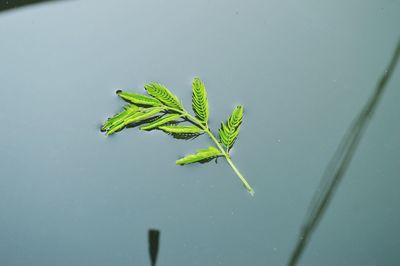 High angle view of plant growing in water