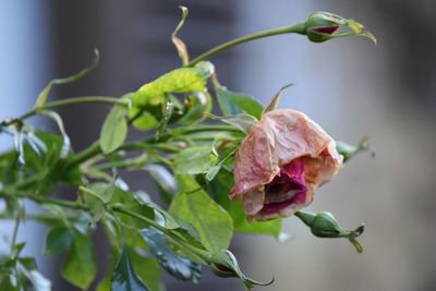 Close-up of wilted flower on plant