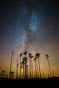 Low angle view of silhouette trees against sky at night