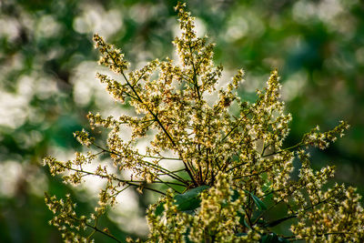 This is the litchi flower macro shot in the summer morning.