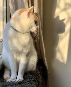 Cat sitting on a window