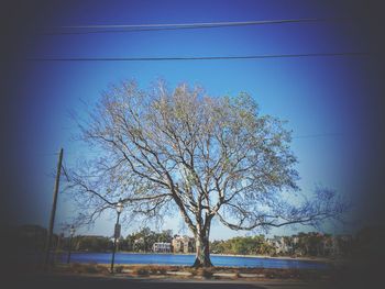 Close-up of tree by sea against clear sky