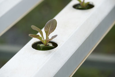 Close-up of plants growing in greenhouse