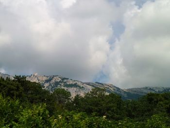 Scenic view of forest against sky