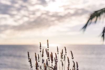 Panoramic view of sea against sky during sunset