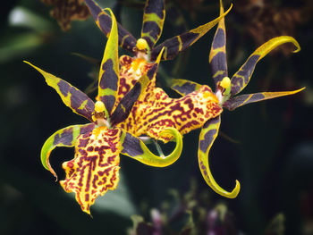 Close-up of orchids