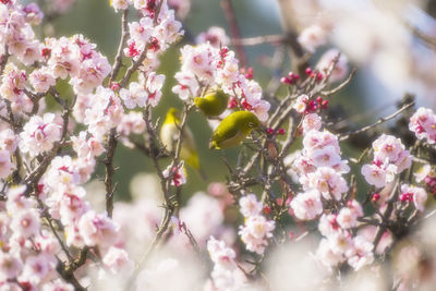 Plum blossoms and white-eye