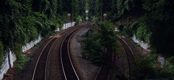 Railroad tracks amidst trees
