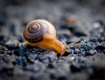 Close-up of snail on land