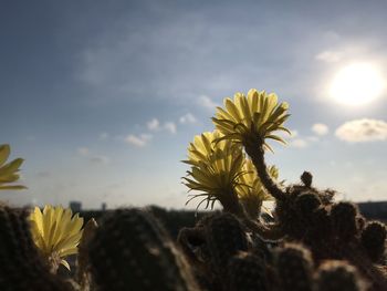 Close-up of sunflower against sky