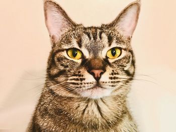 Close-up portrait of a cat