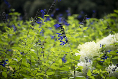 Close-up of purple flowering plant