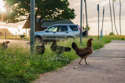 transportation
