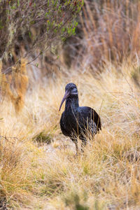 Close-up of bird on field