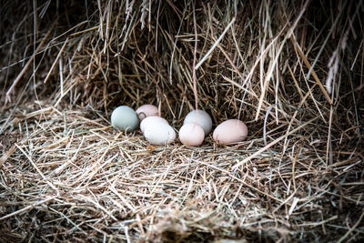 High angle view of eggs in nest