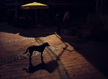 High angle view of dog on street